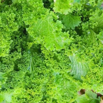 Southern Giant Curled Mustard Seeds