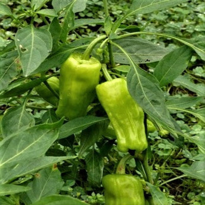 Greek Pepperoncini Hot Pepper Seeds