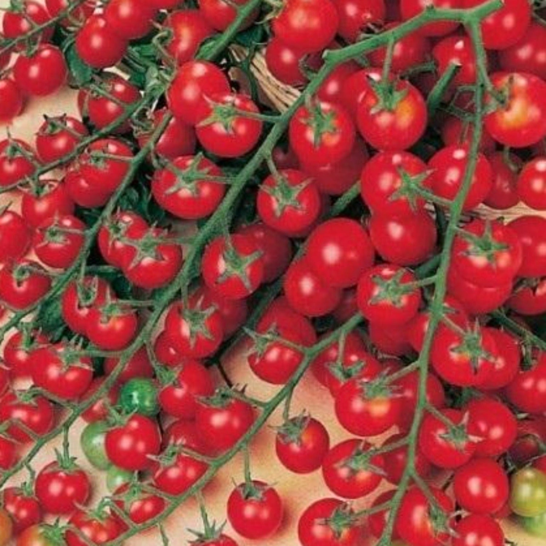Sweet Million Hybrid Cherry Tomato Seeds