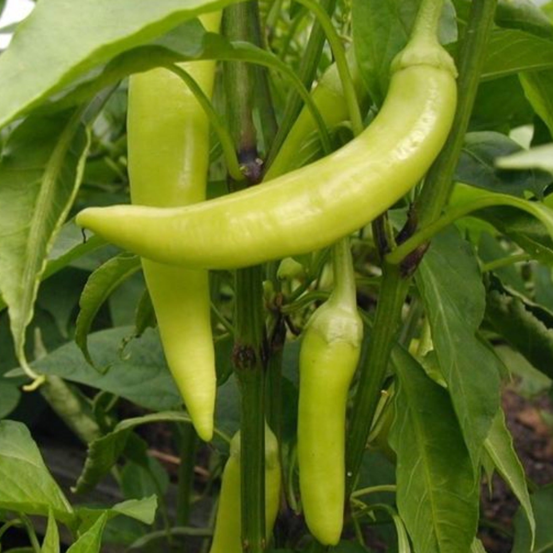 banana peppers seeds planting Sweet Banana Heirloom Pepper Seeds, Crisp, delicious and easy to grow – Papaws Garden Supply LLC