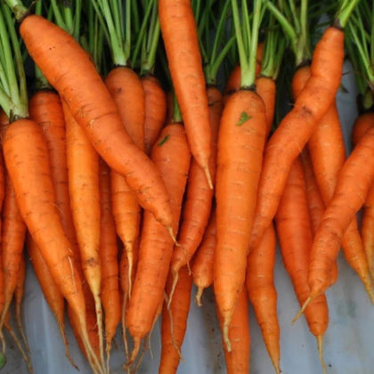 Tendersweet Carrot Seeds