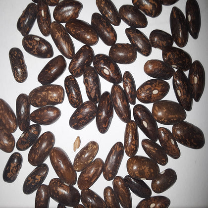 Top Crop Bush Green Bean