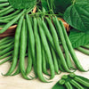 Top Crop Bush Green Bean