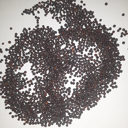 Purple Top White Globe Turnip Seeds