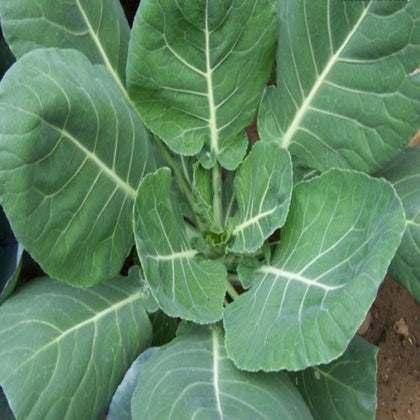 Collard Greens, Vates Heirloom Seeds