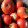 Vorlon Indeterminate Tomato Seeds
