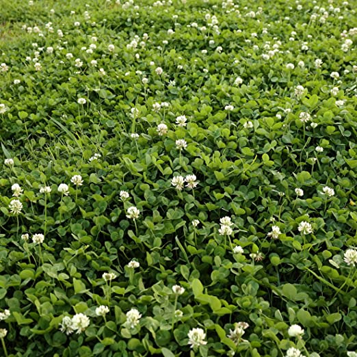 White Dutch Heirloom Clover Cover Crop Seed