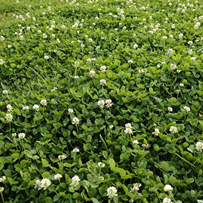 Papaw's Garden Supply White Dutch Heirloom Clover Cover Crop Seed 4oz Packs