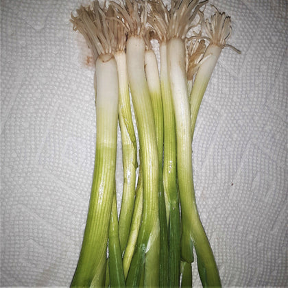 Onion Warrior Bunching Seeds