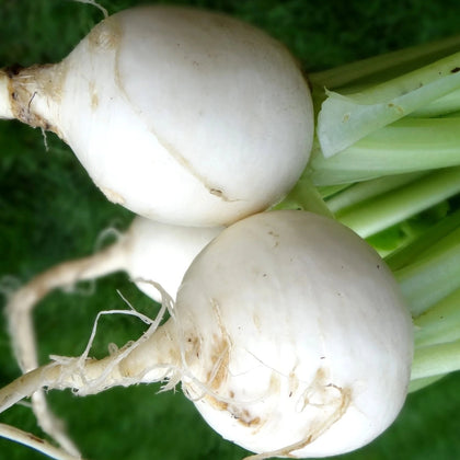 White Egg Heirloom Turnip Seeds