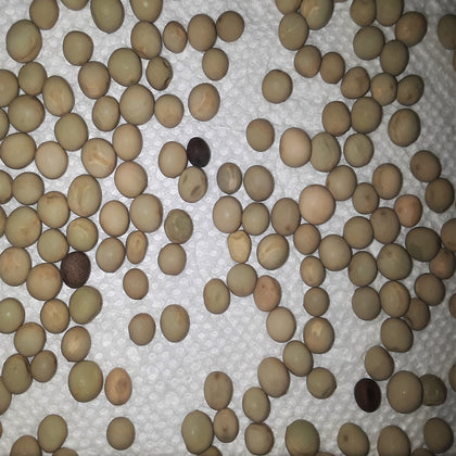 Winter Pea Cover Crop Seeds