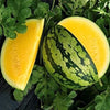 Yellow Gem Sweet Watermelon  Harvested ripe with a yellow flesh and green striped rind.  Typically 12-16 lbs.  Papaws Garden Supply Brand. 