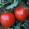Abe Lincoln Heirloom Tomato Seeds