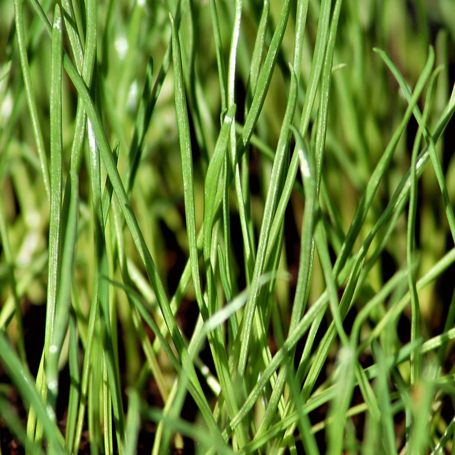 plant rye grass seed Annual Rye Grass Cover Crop Seeds – Papaws Garden Supply LLC