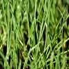 Annual Rye Grass Cover Crop Seeds
