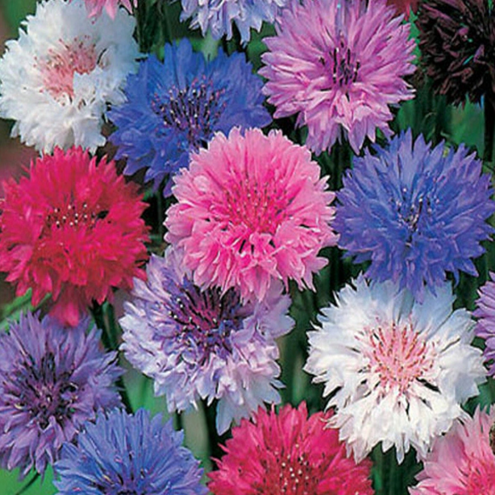 seed & flower llc Bachelor Button Polka Dot Mix Flower Seeds