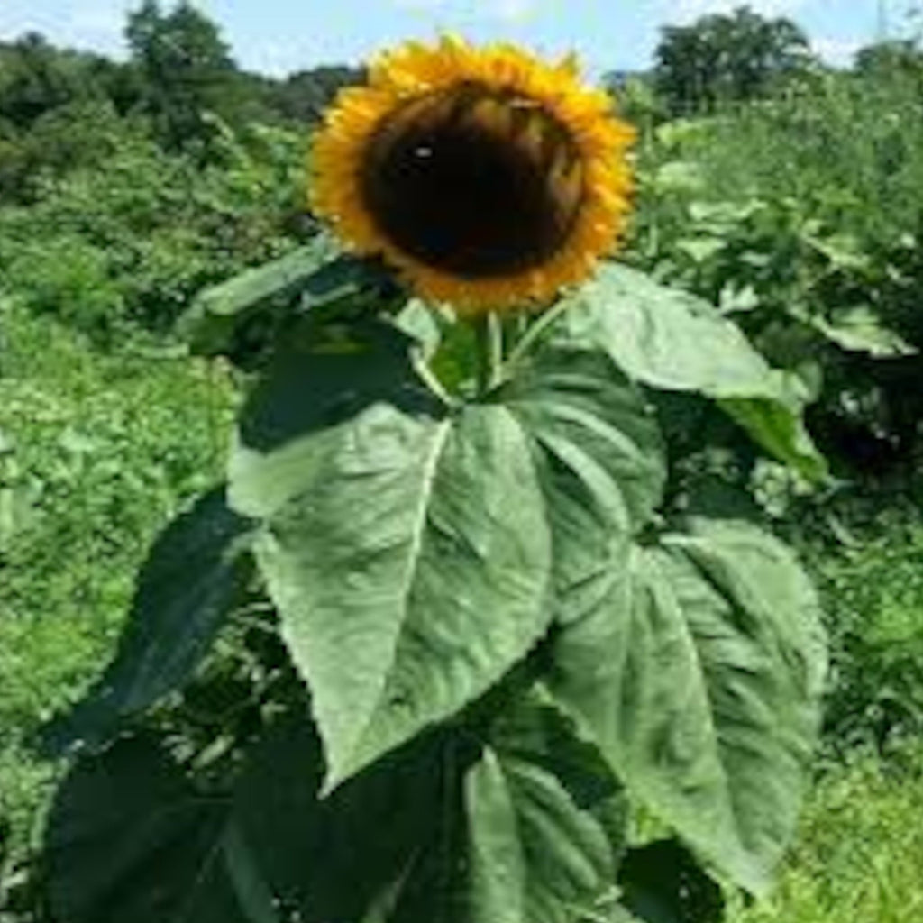 Black Russian Sunflower Seeds Grow your own black oil bird seed – Papaws  Garden Supply LLC