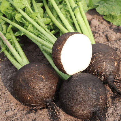 Black Spanish Round (Winter) Radish Seeds