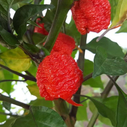 Carolina Reaper Extreme Hot Pepper Seeds