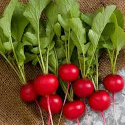 Cherry Belle Radish Seeds