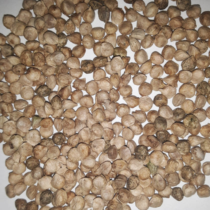 Hammerhead Hybrid Spinach Seeds