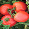 Jet Star Hybrid Treated Tomato Seeds