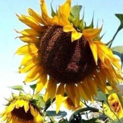 Mammoth Grey Striped Sunflower Seeds