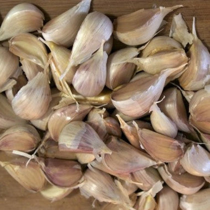 Music Certified Seed Garlic Cloves