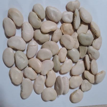 Pole Lima Bean King of the Garden Seeds