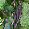 Purple pod Heirloom Pole Bean Seeds