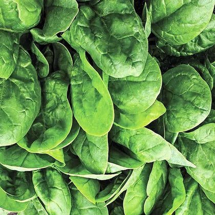 Seaside Hybrid Spinach Seeds