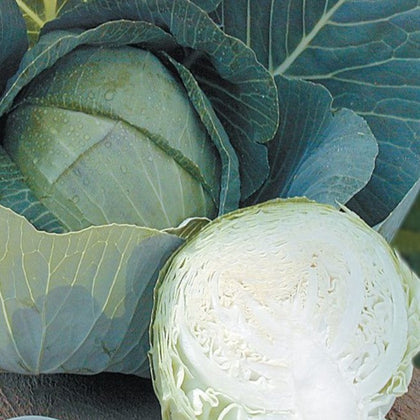 Stone Head Hybrid Cabbage Seeds