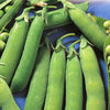 Tall telephone Pea pods harvested and ready to be shelled.  Light green pods.  Papaws Garden Supply Brand.