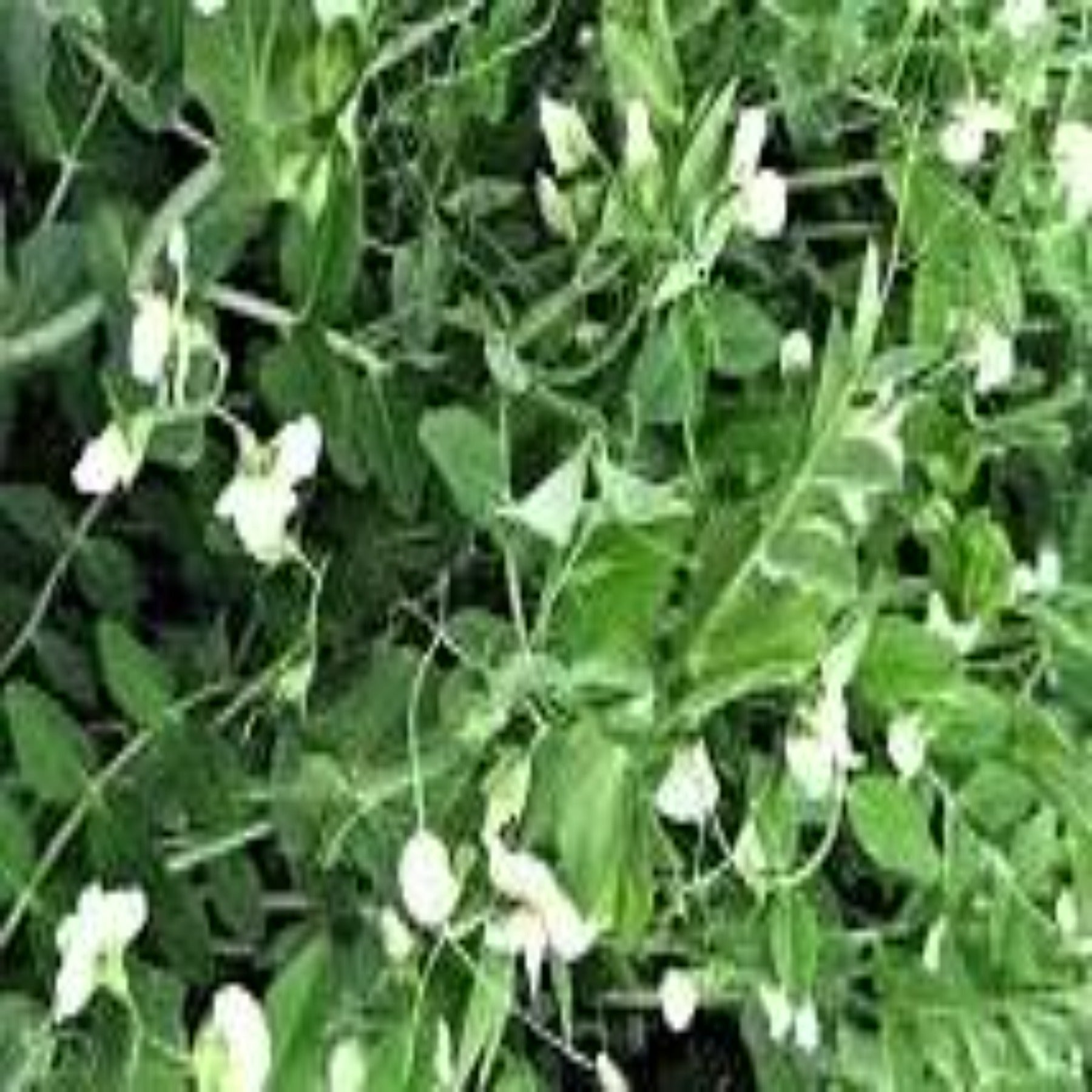 garden cover crop seeds Winter Pea Cover Crop Seeds – Papaws Garden Supply LLC