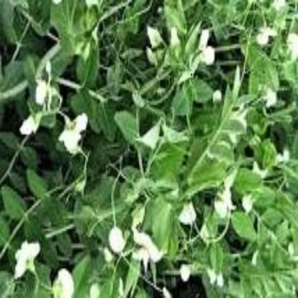 Winter Pea Cover Crop Seeds
