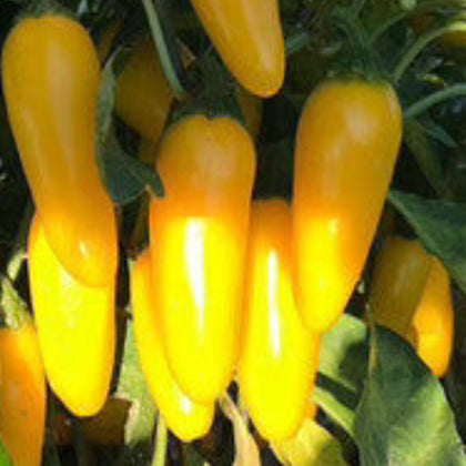 Hatch Valley Grown Yellow Jalapeno Hot Pepper Seeds