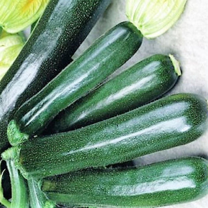 Black Beauty Zucchini Summer Squash Seeds